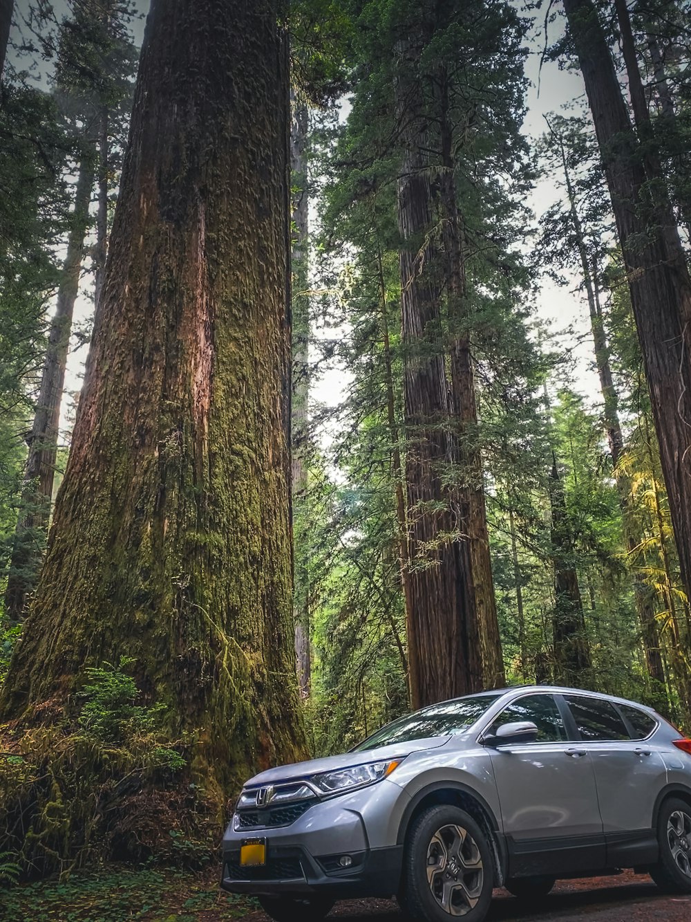 black car in the forest during daytime