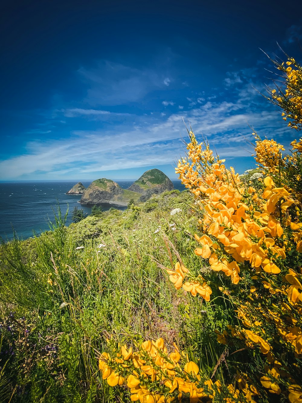 yellow flowers on green grass field near body of water during daytime