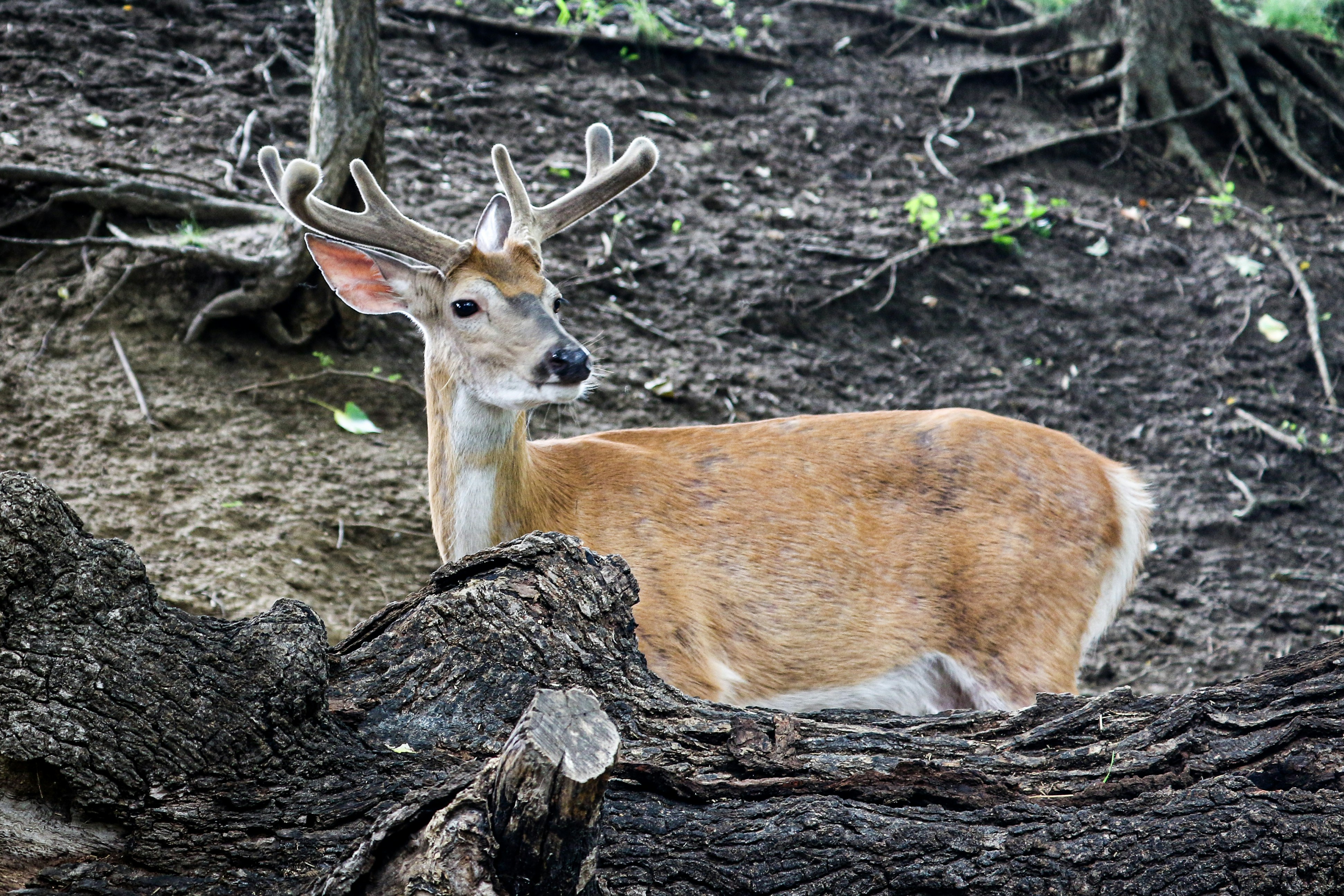 brown deer on brown tree trunk during daytime