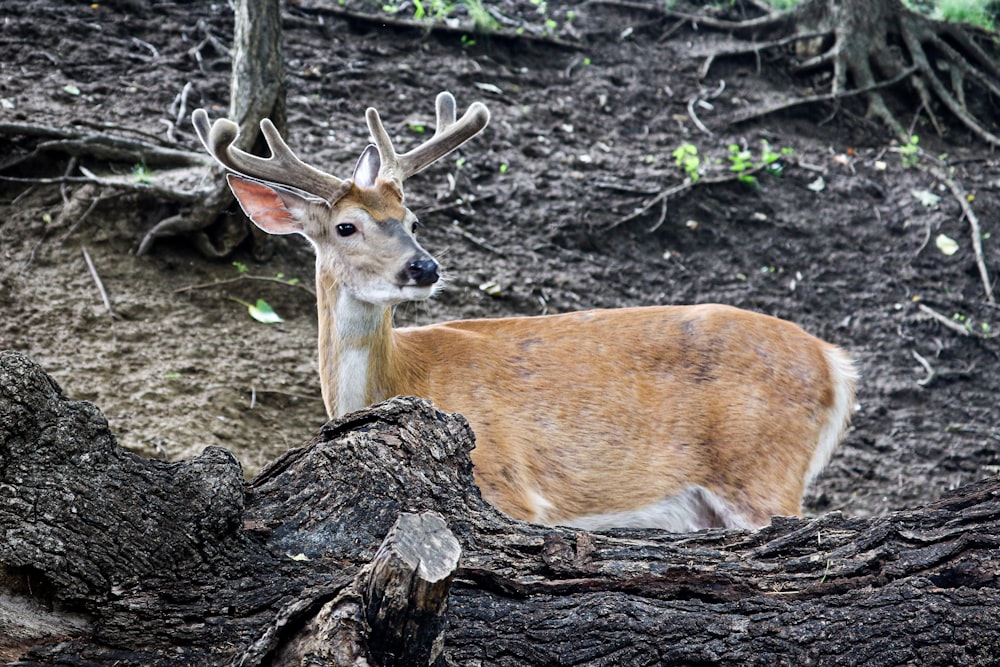 brown deer on brown tree trunk during daytime