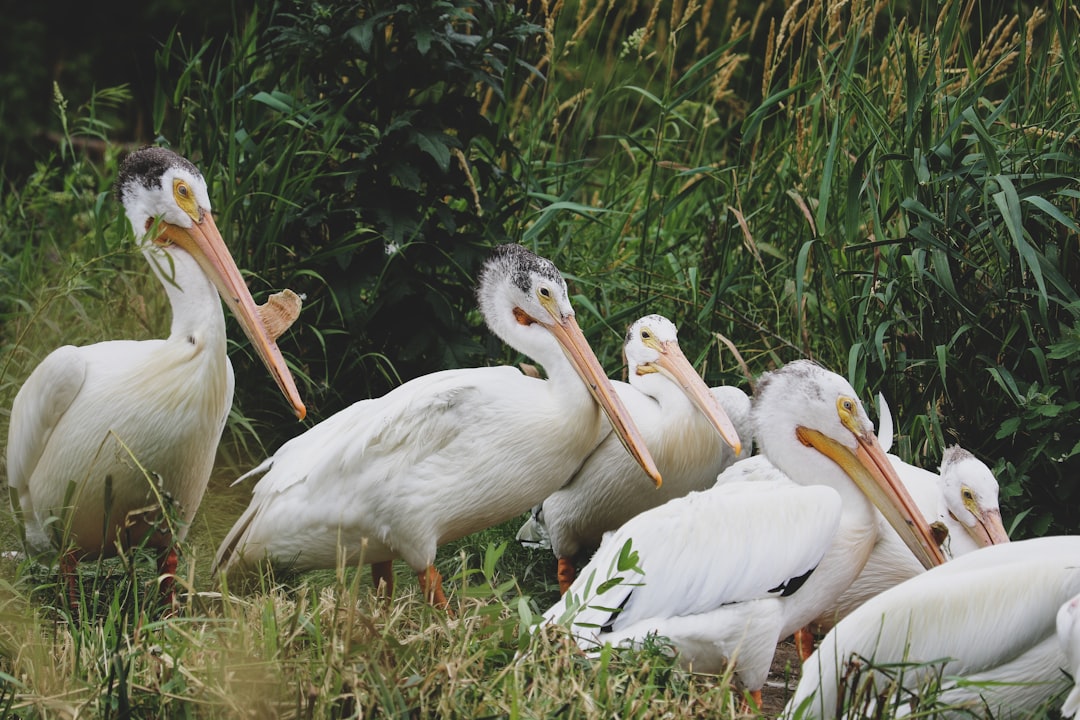 white pelican on green grass during daytime