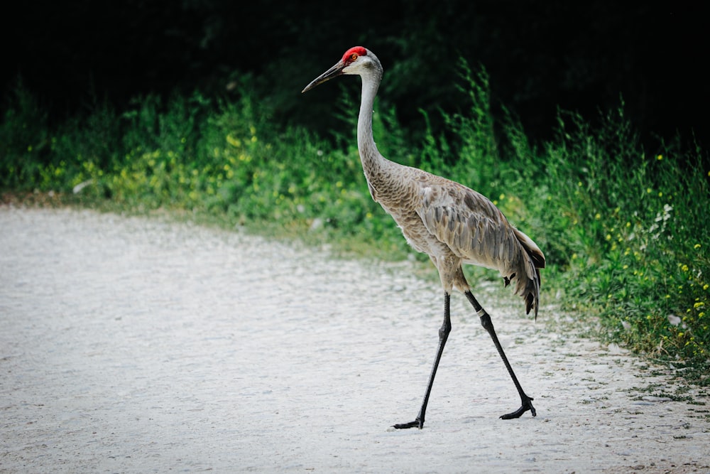 grey crowned crane standing on grey concrete road during daytime