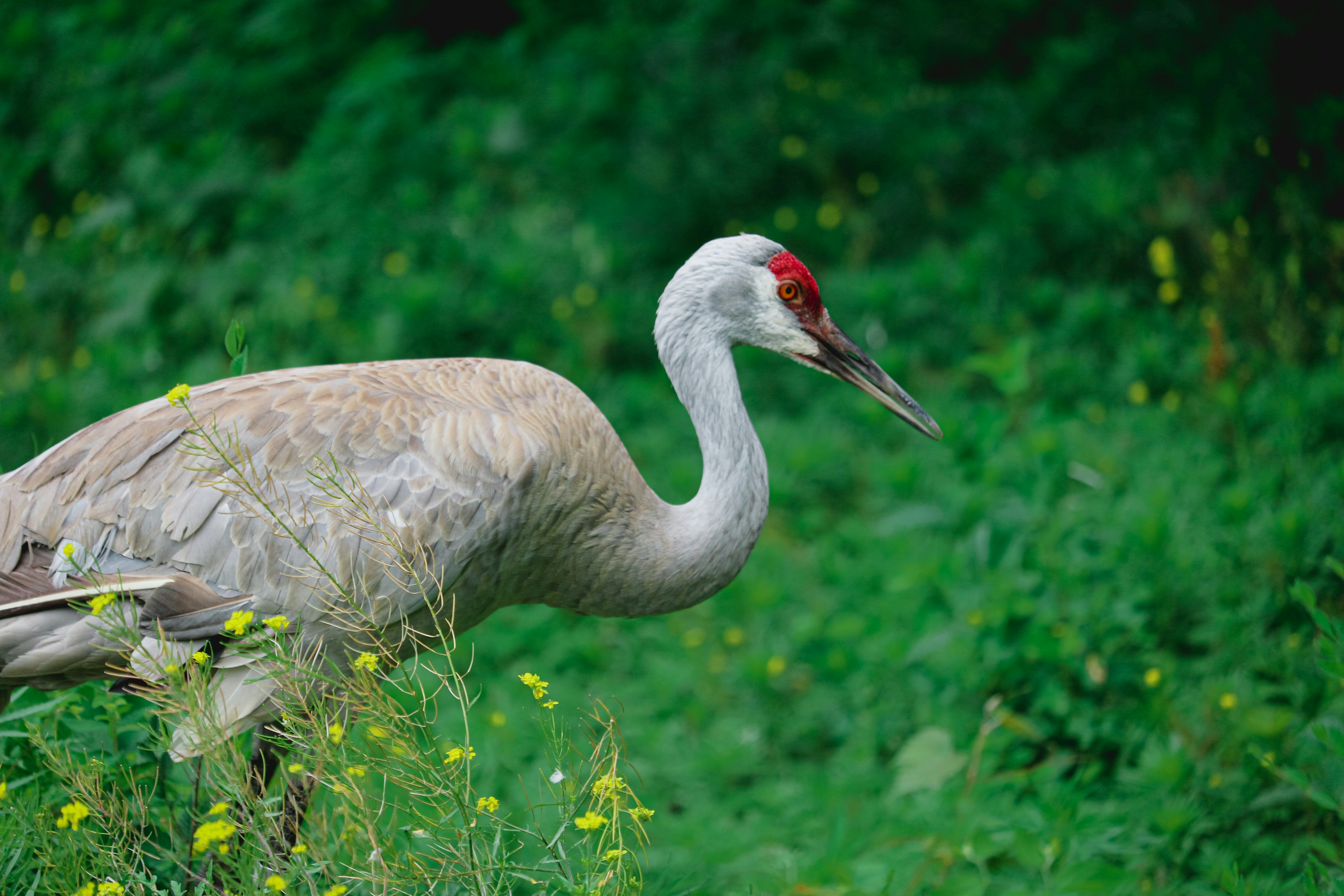grey and white bird on green grass during daytime