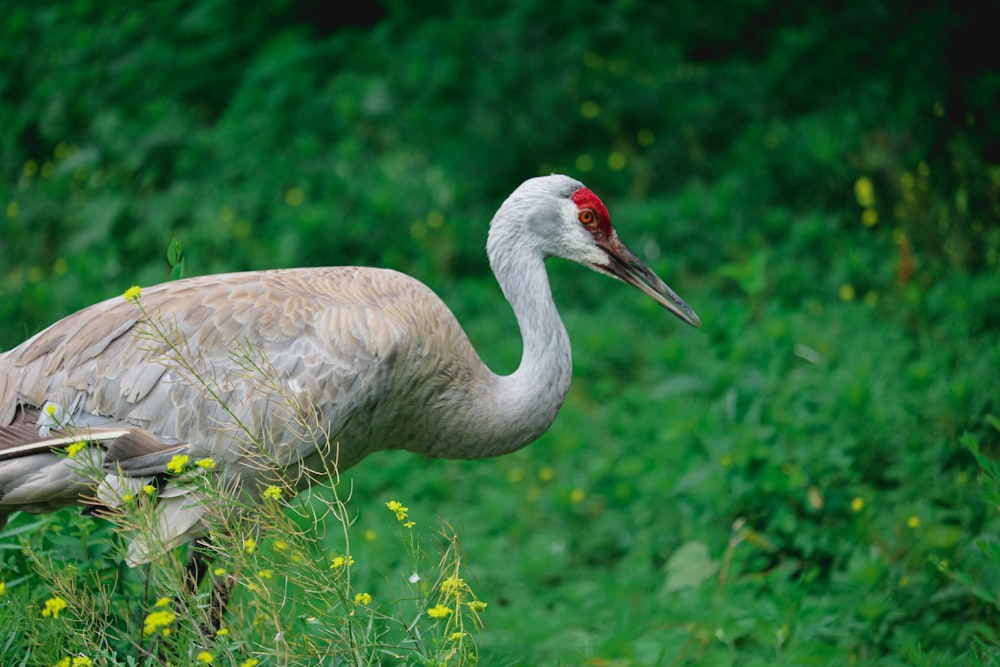 grey and white bird on green grass during daytime