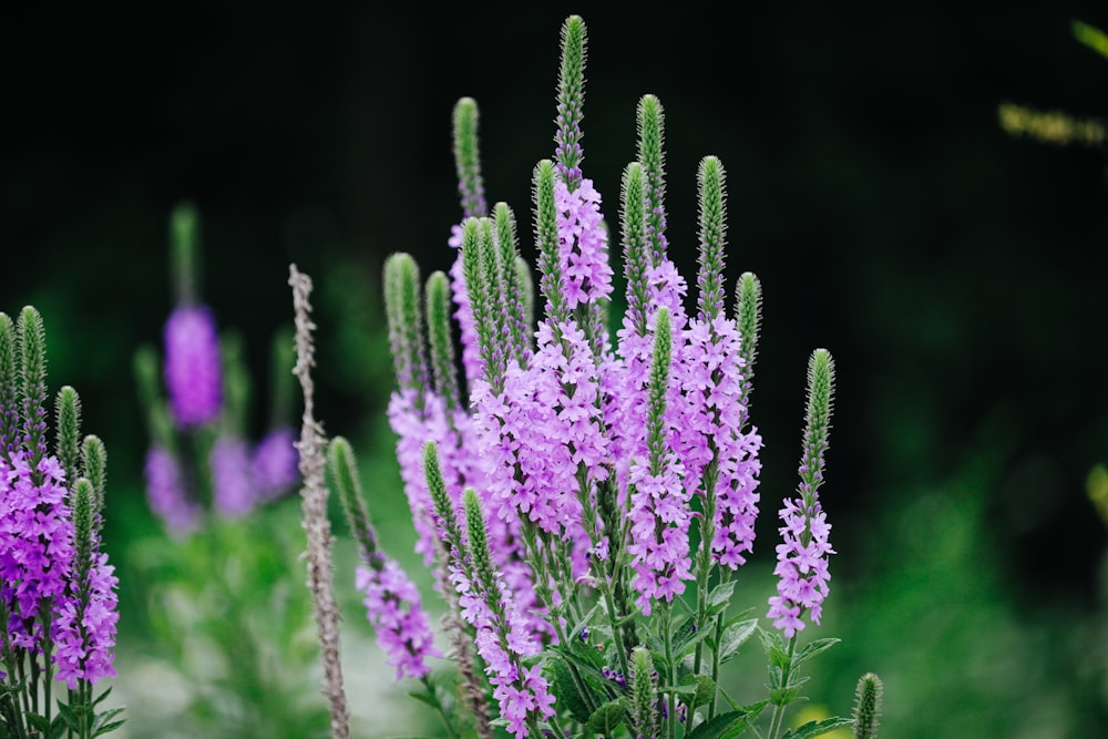 purple flower in tilt shift lens