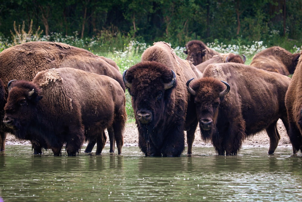 brown bison on green grass field during daytime