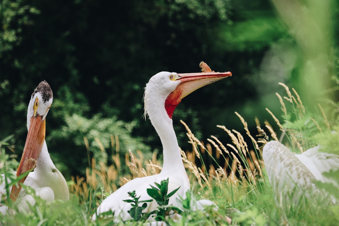 white swan on green grass during daytime