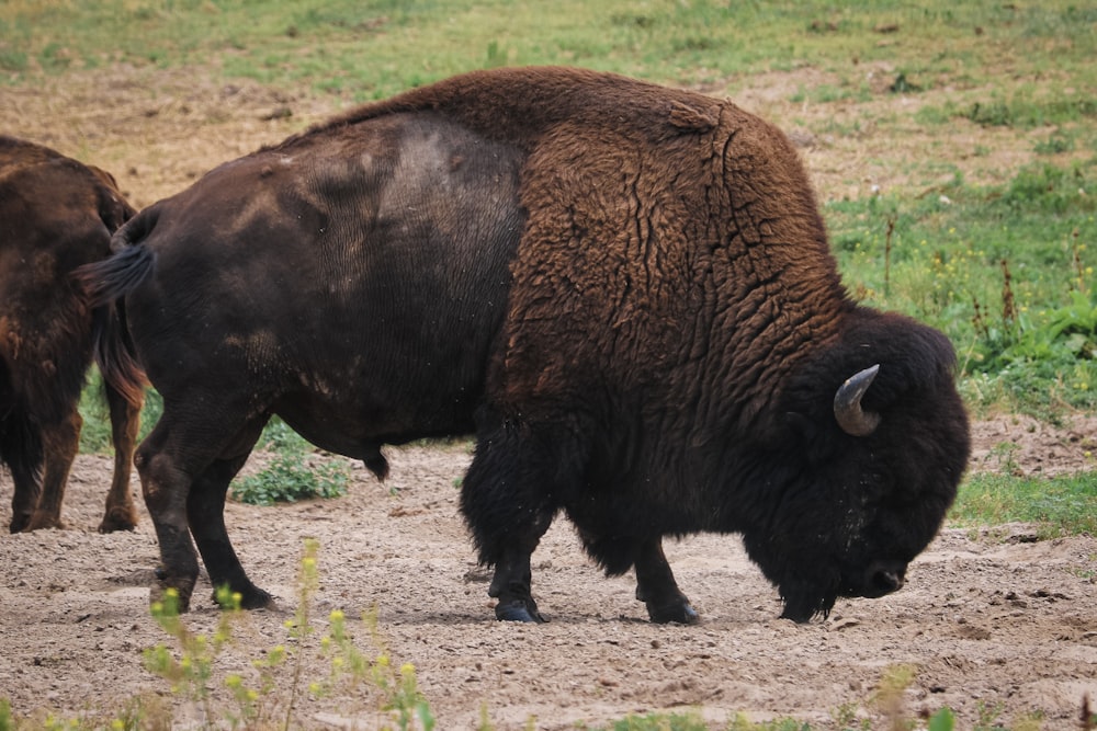black bison on gray ground during daytime