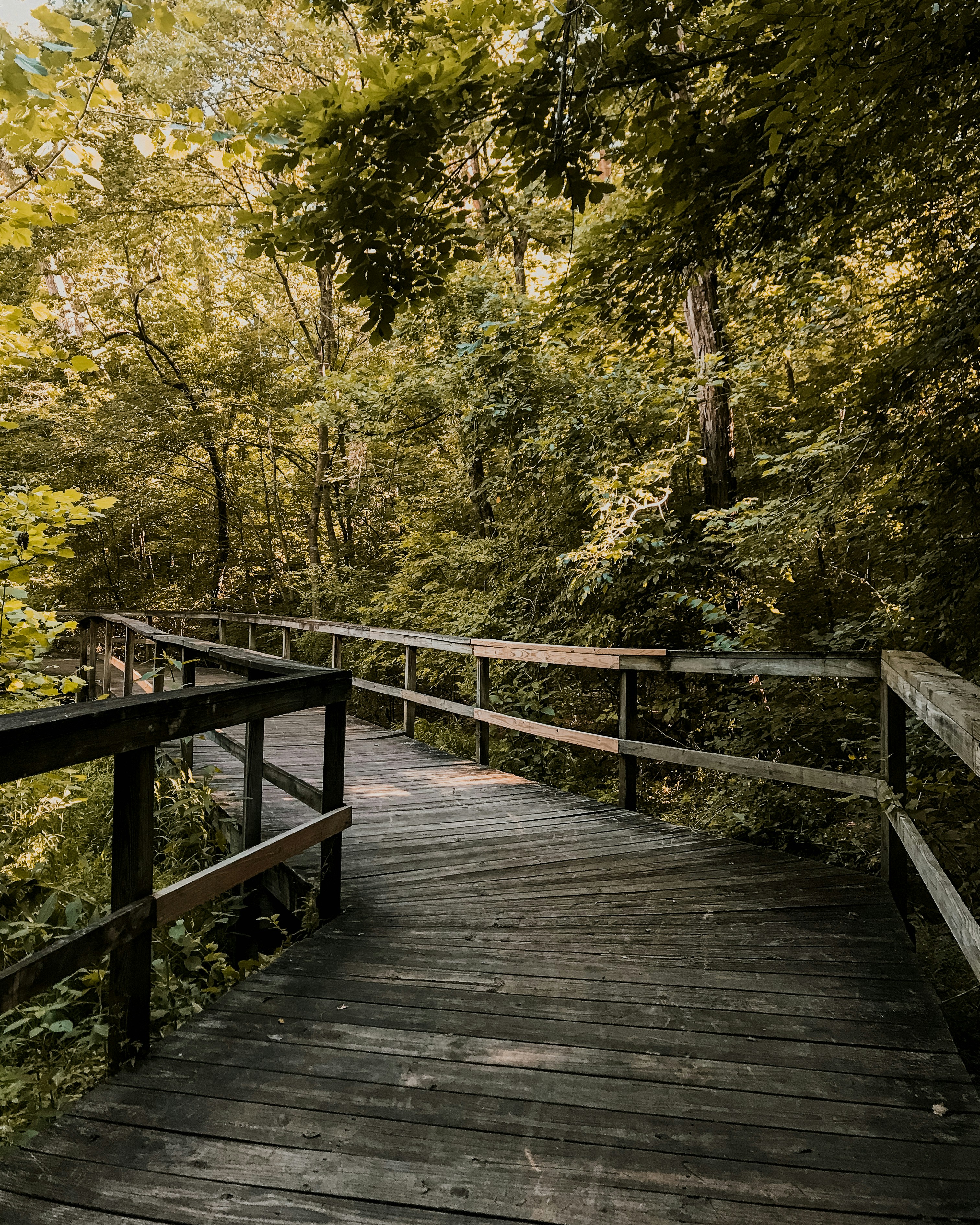 brown wooden bridge in the middle of forest photo – Free Bridge Image on  Unsplash