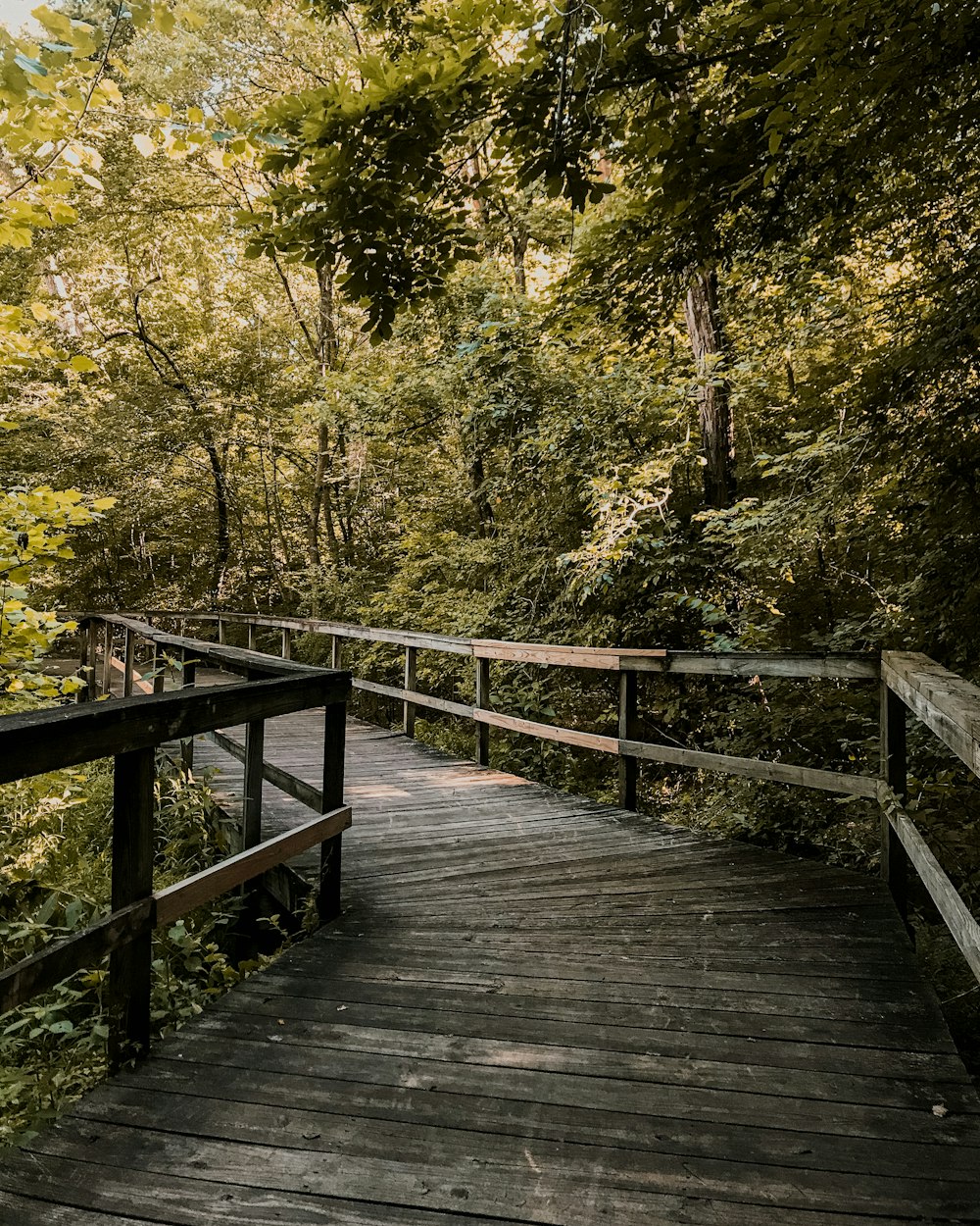 brown wooden bridge in the middle of forest
