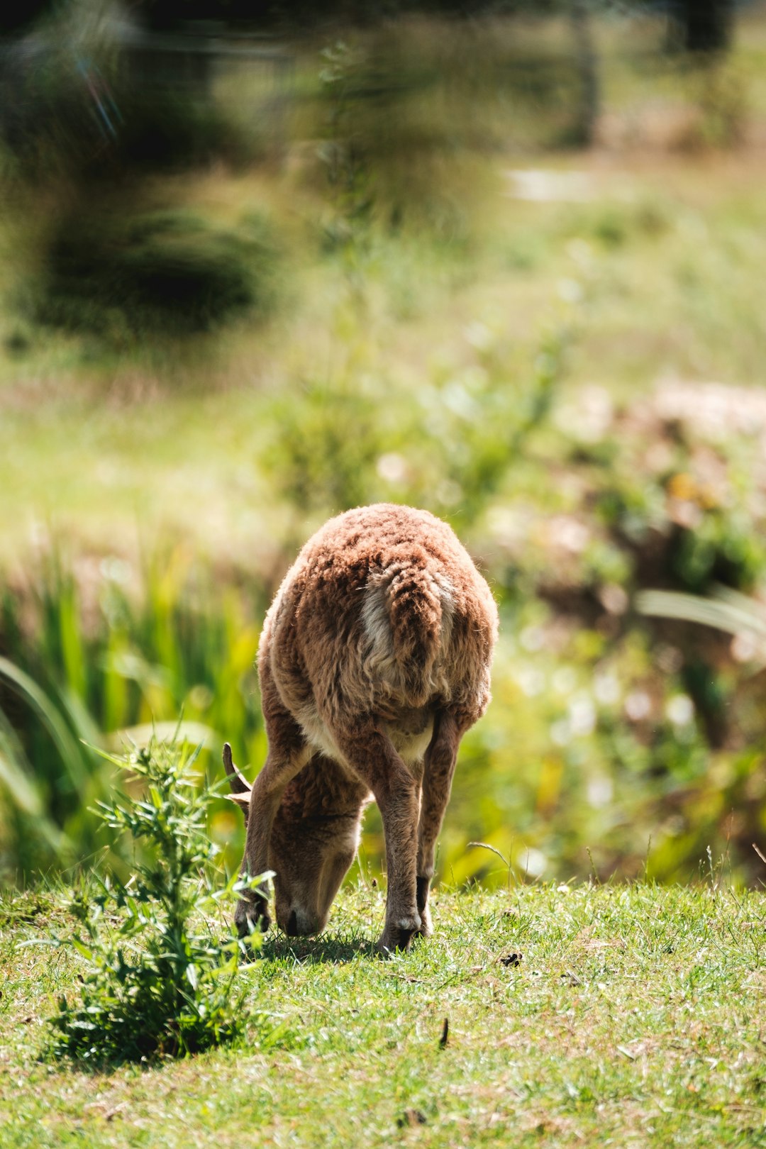 brown animal on green grass during daytime