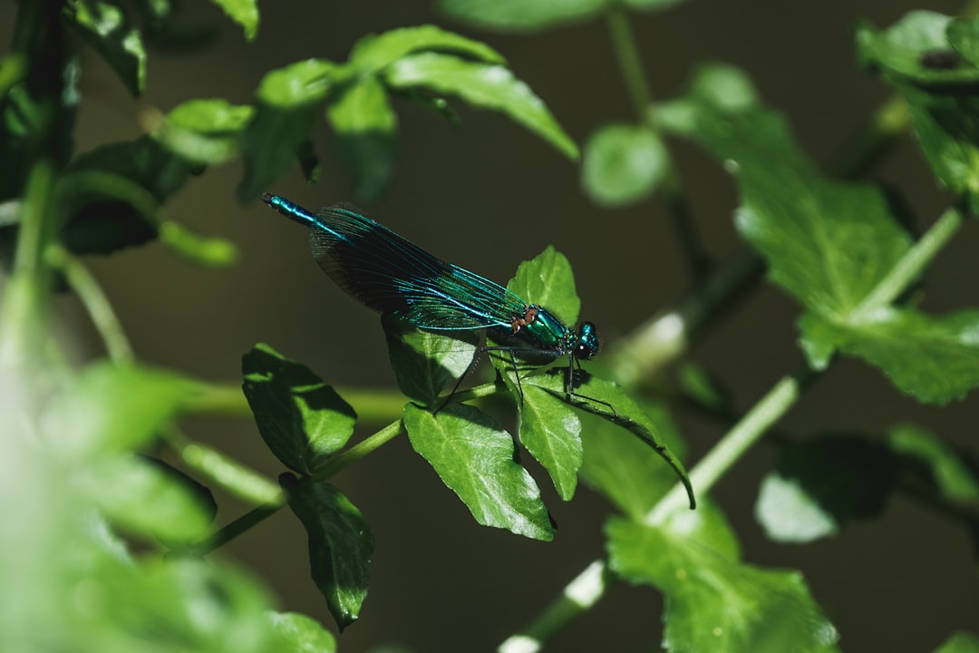 blue damselfly perched on green leaf in close up photography during daytime