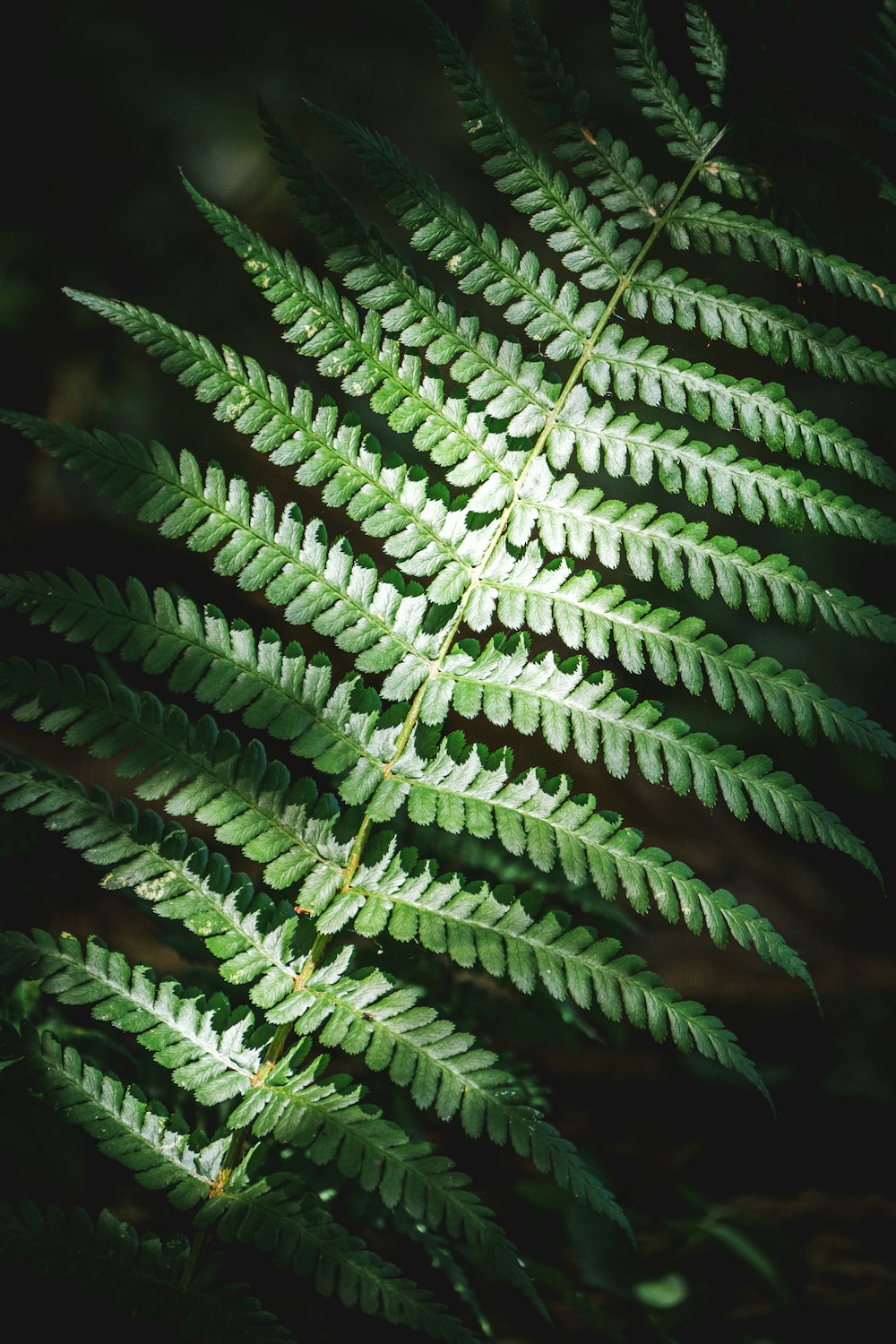 green fern plant in close up photography