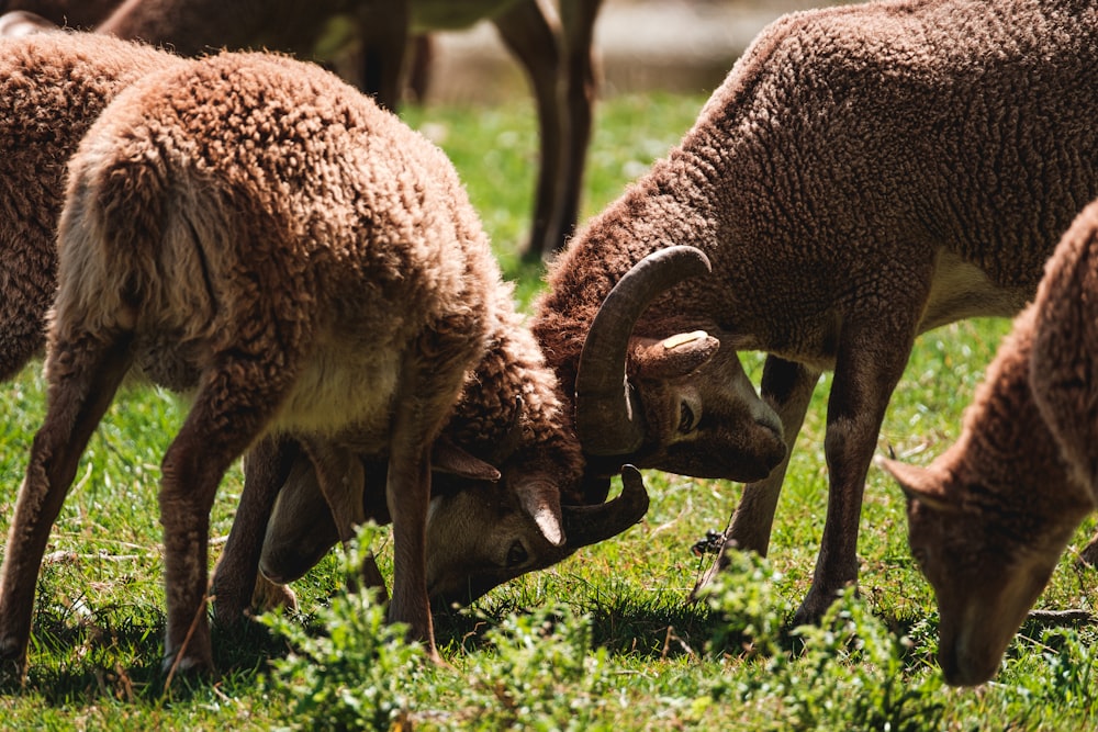 brown sheep on green grass field during daytime