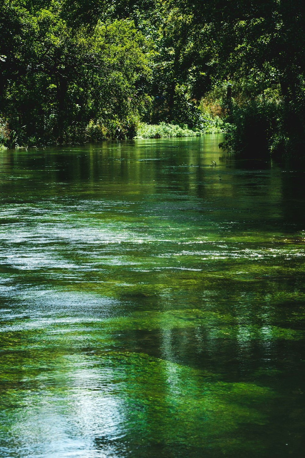 green body of water near green trees during daytime