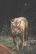 tiger walking on green grass during daytime