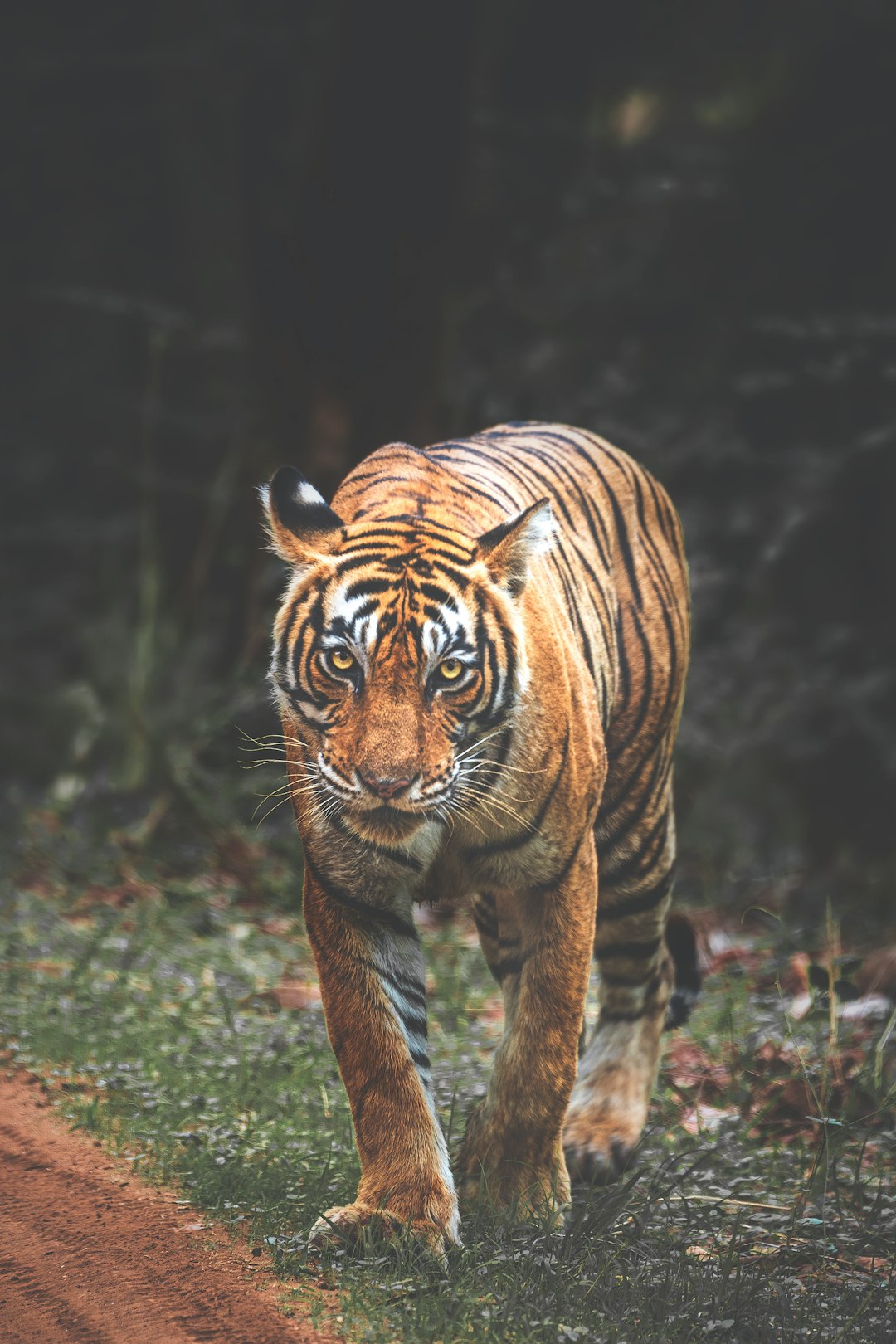 tiger