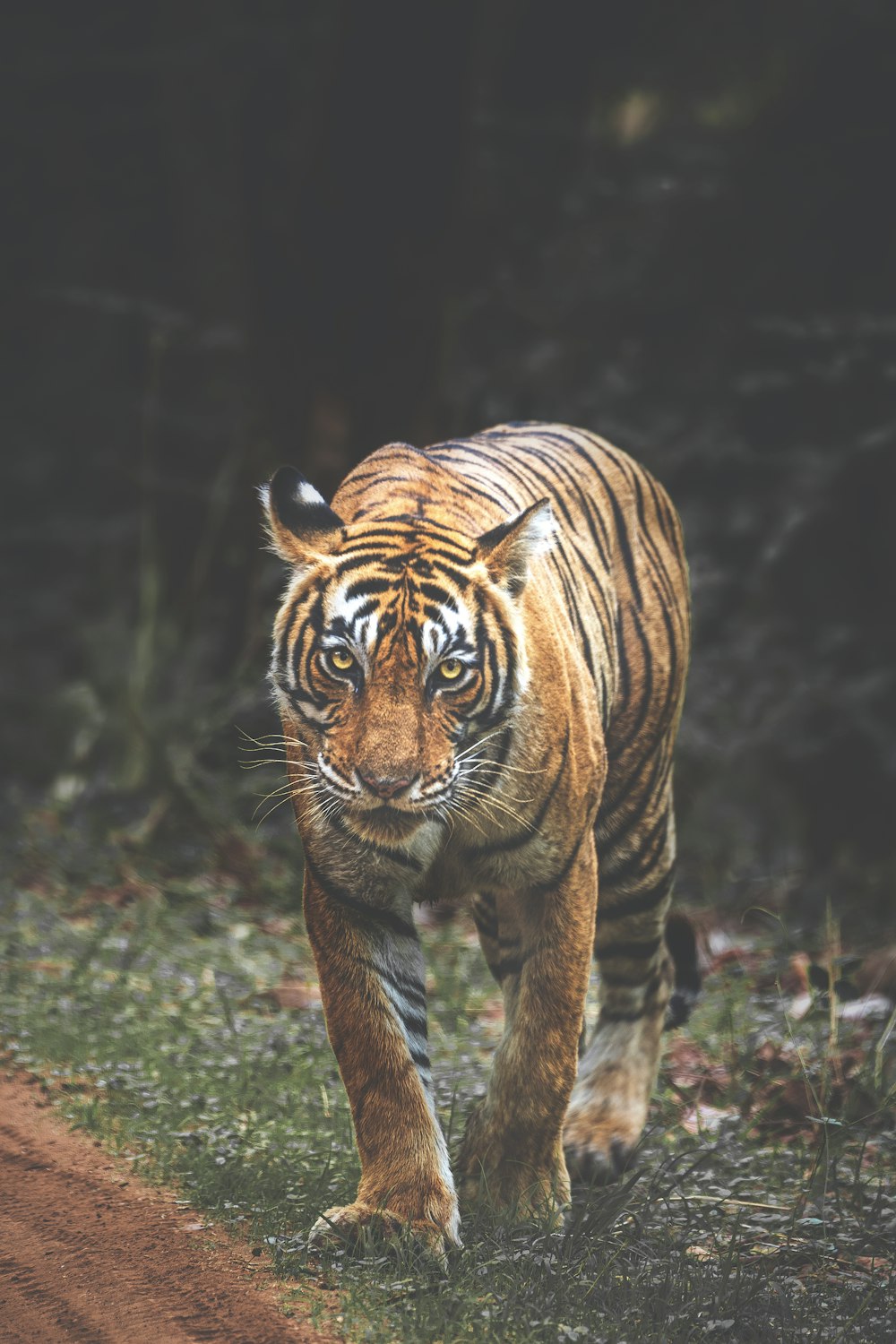 tigre marchant sur l’herbe verte pendant la journée