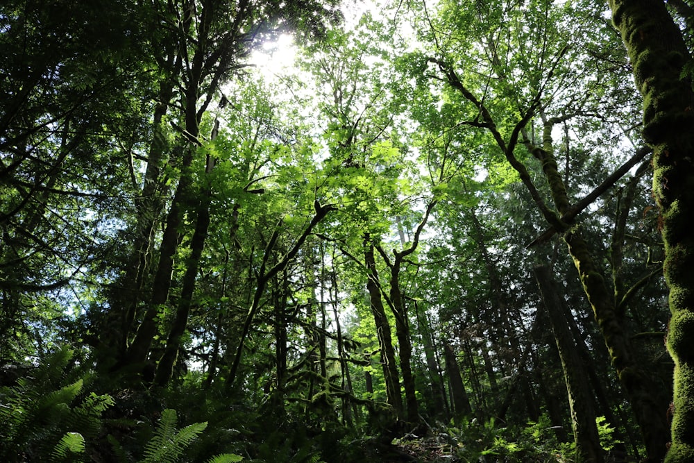 green trees under blue sky during daytime