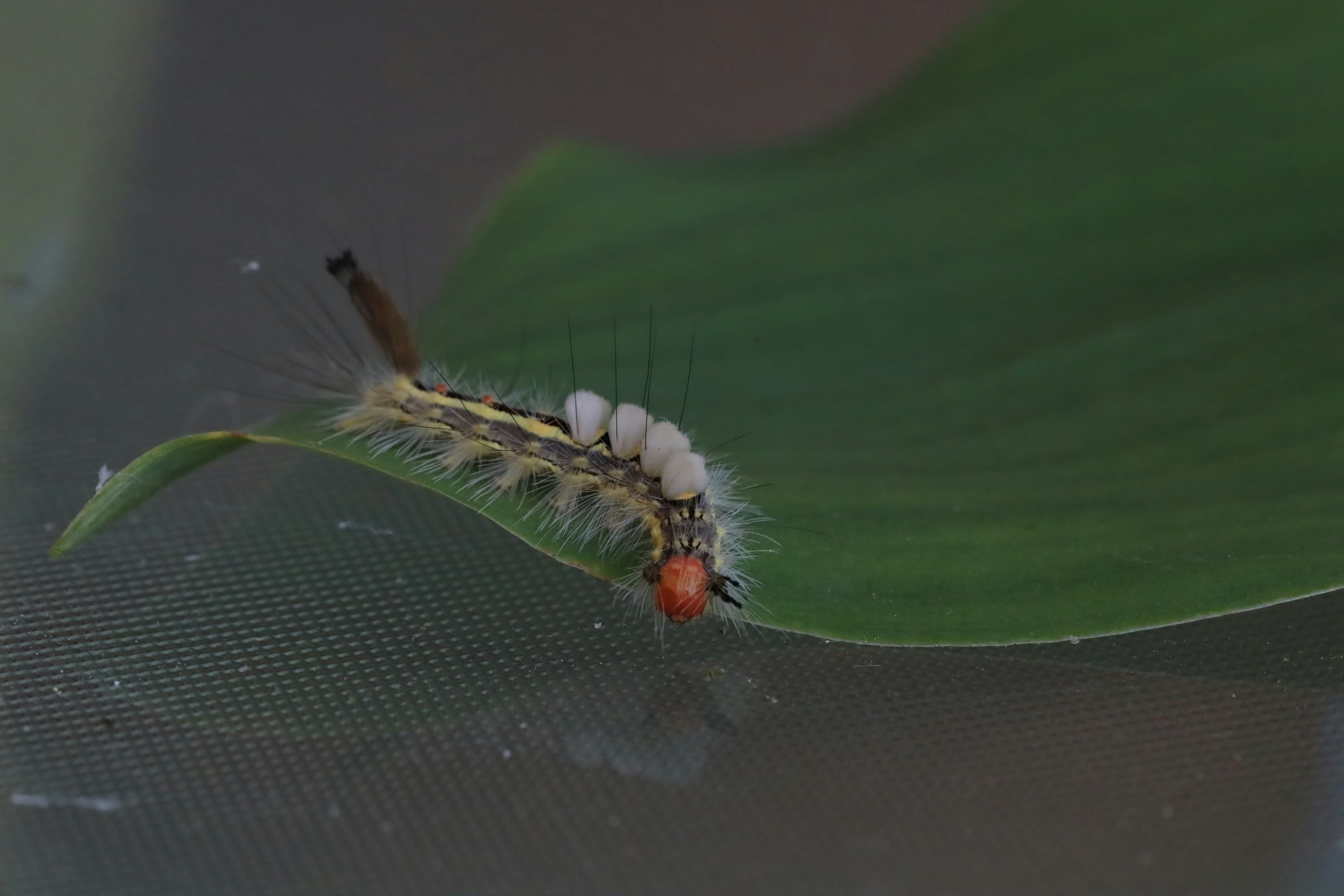 The Fierce Larvae of Dobsonflies
