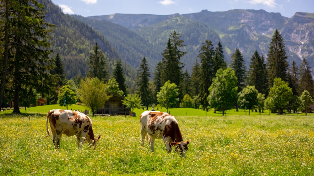 vache blanche et brune sur un champ d’herbe verte pendant la journée