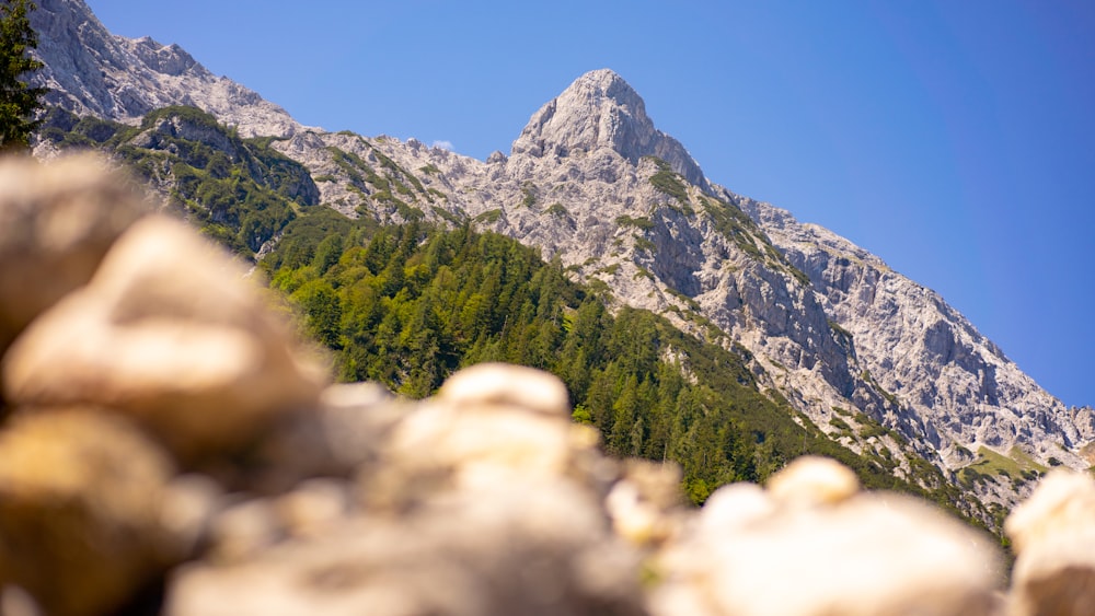 green trees on mountain under blue sky during daytime