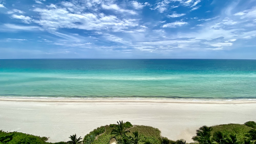 green trees on seashore under blue sky during daytime