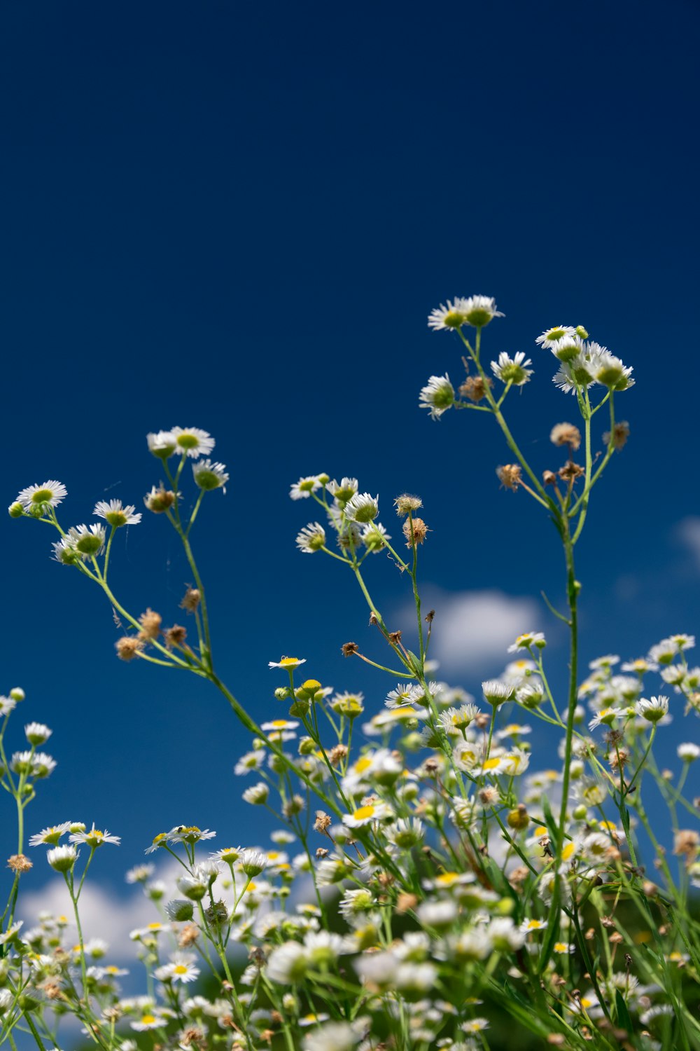 yellow flowers in tilt shift lens