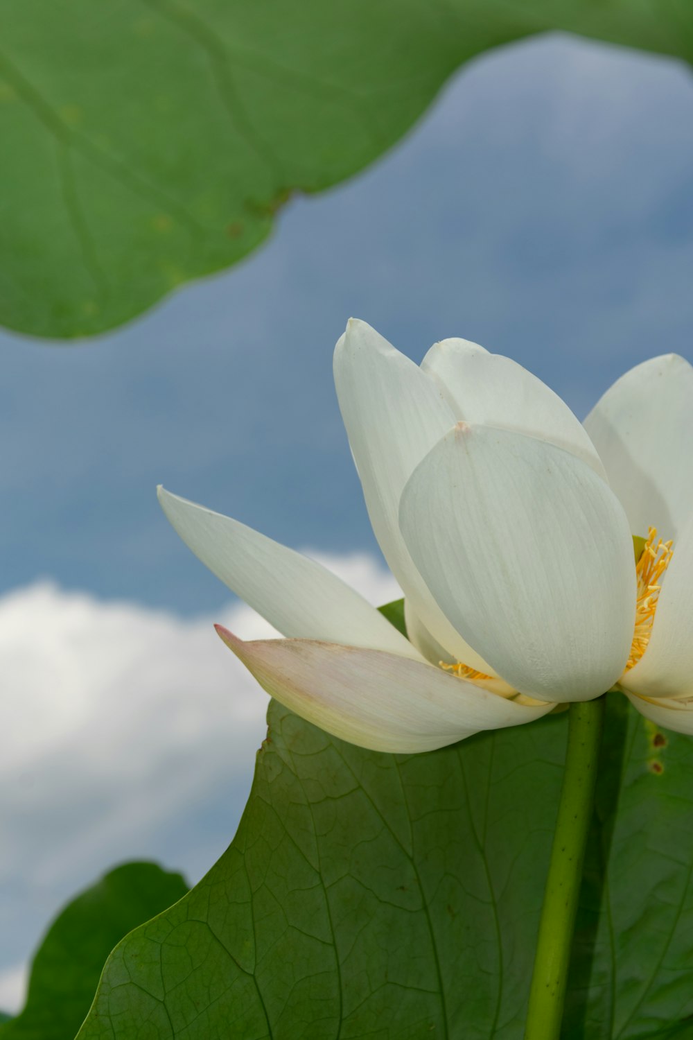 white and yellow flower under blue sky during daytime