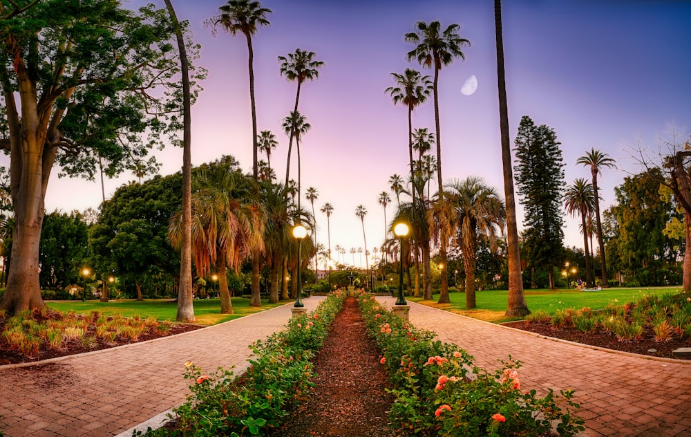 giardino di fiori rossi vicino agli alberi verdi durante il giorno