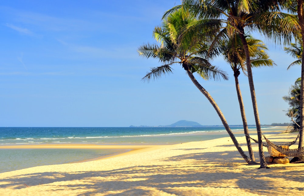 palm tree on beach shore during daytime