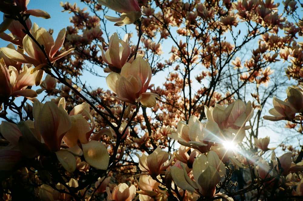 white and pink flower under blue sky during daytime