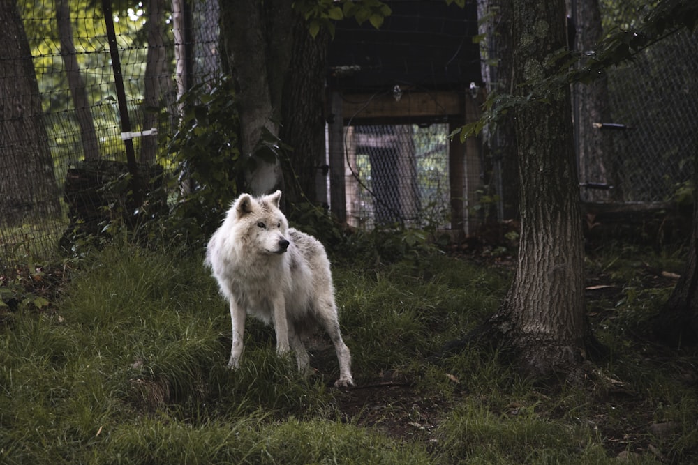 white wolf on green grass field