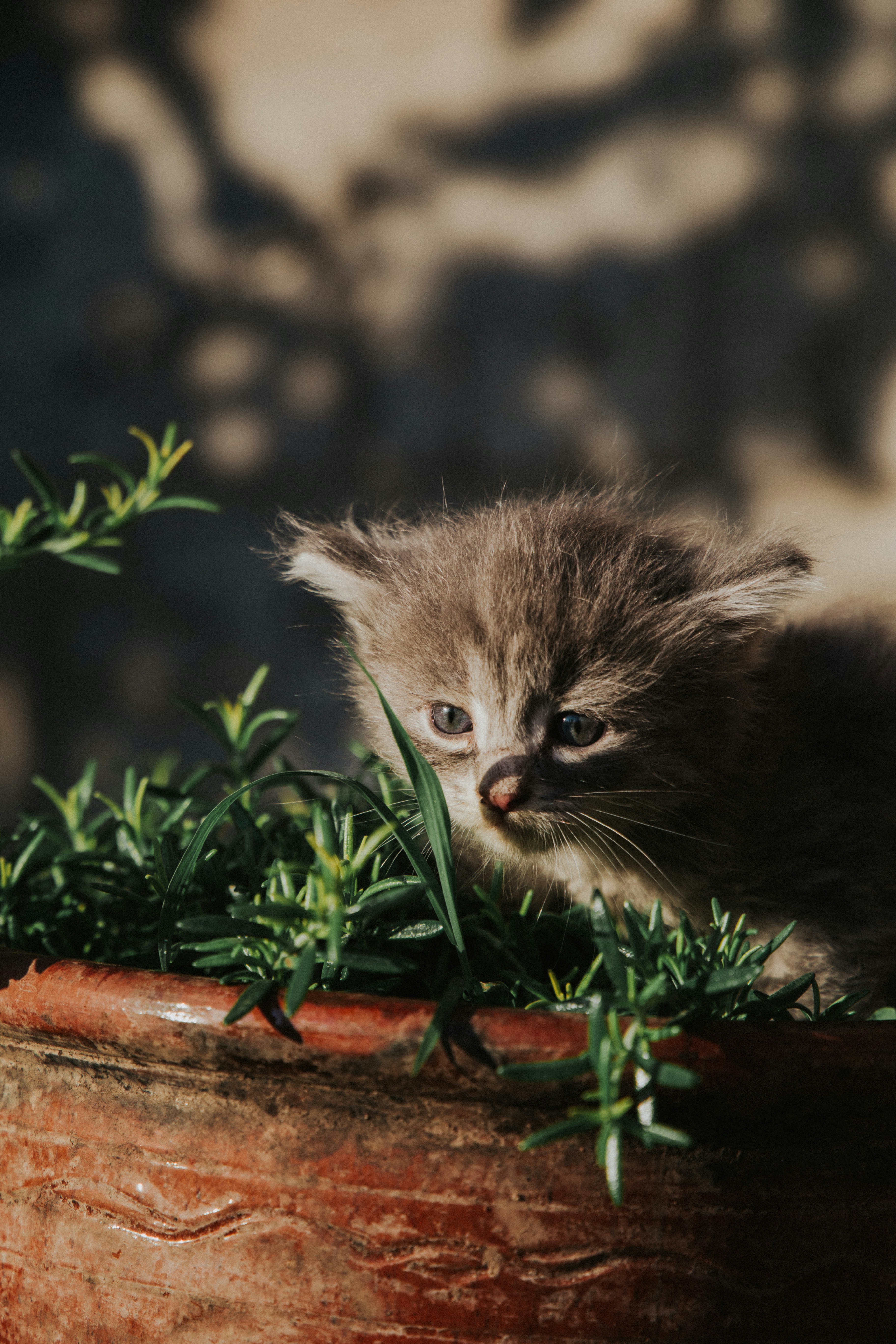 gray kitten on brown concrete wall