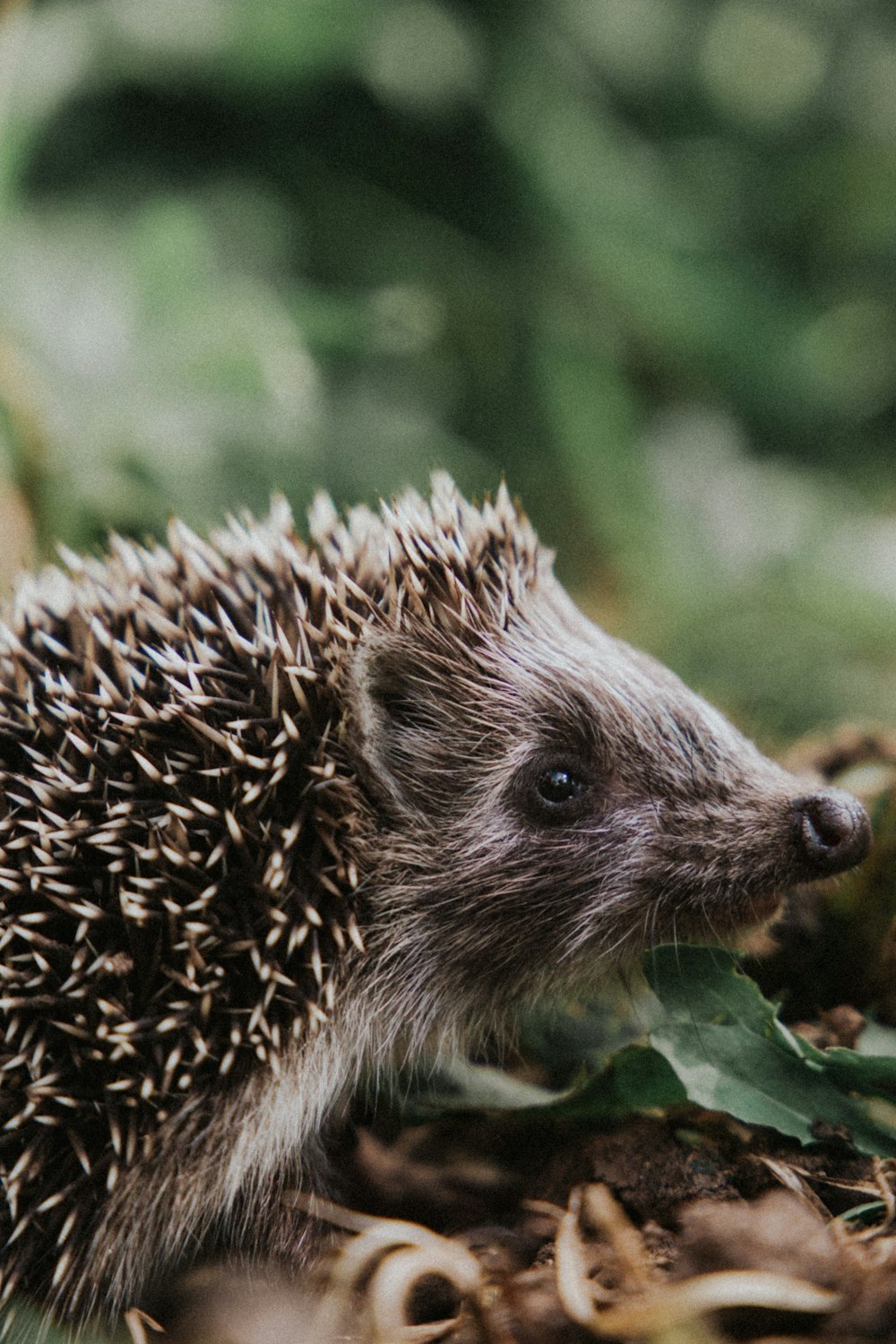 brown hedgehog on green grass during daytime