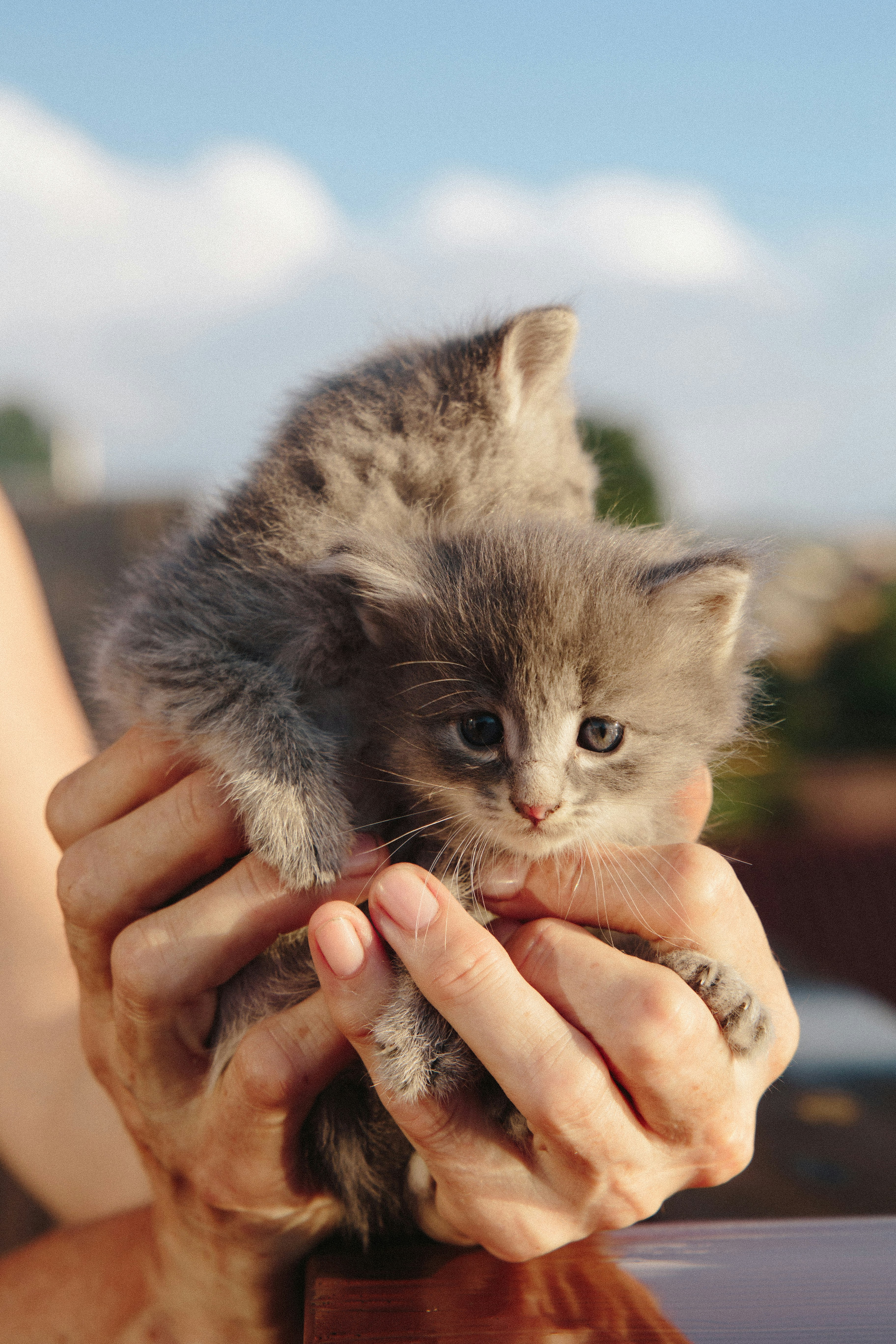 person holding gray tabby kitten