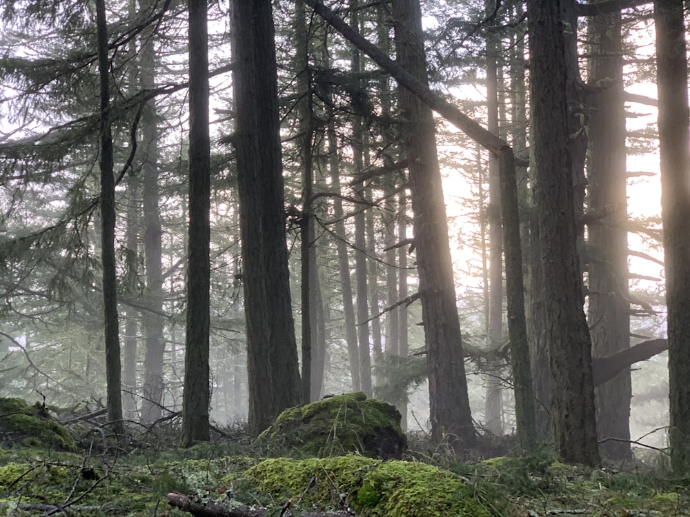 green moss on brown tree trunk during daytime