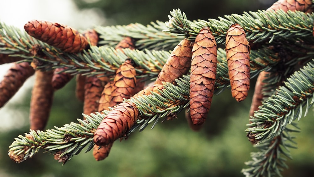 brown rope in close up photography