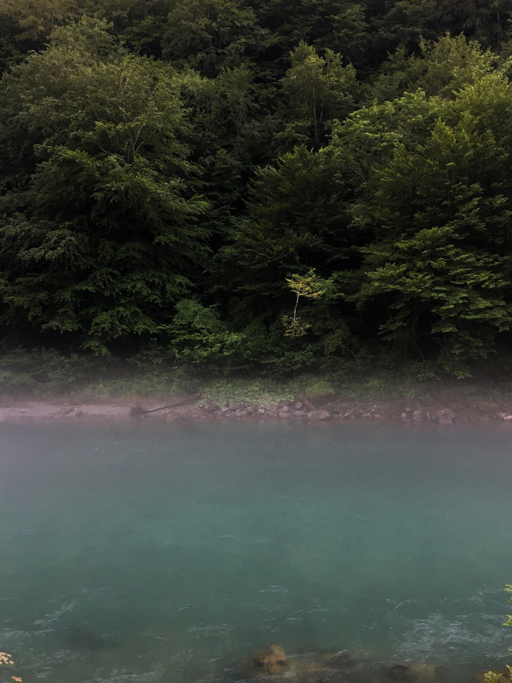 green body of water near green trees during daytime