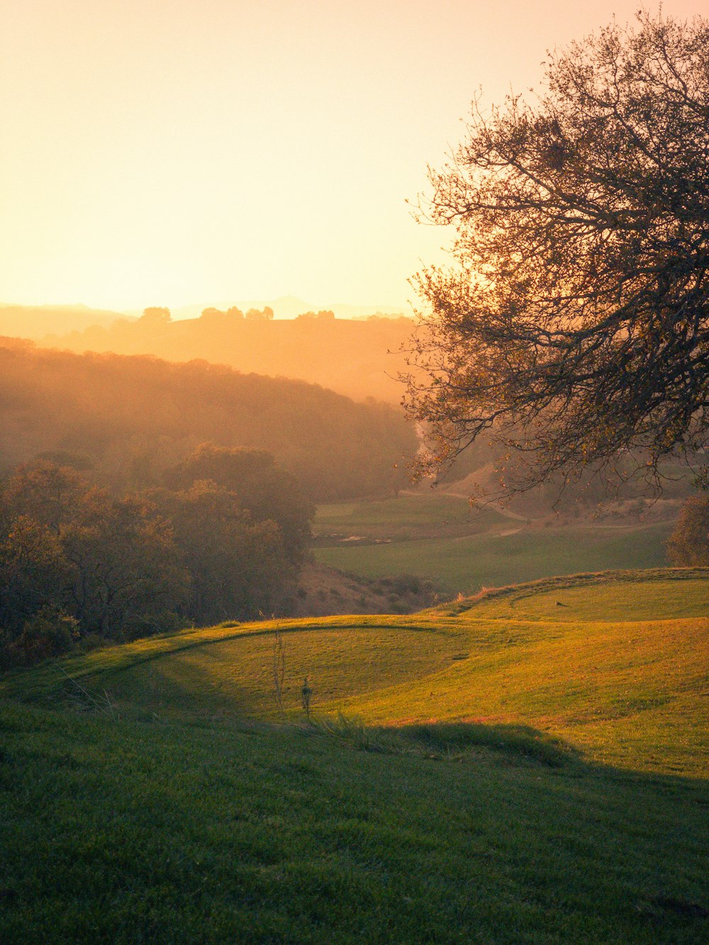 green grass field with trees during daytime