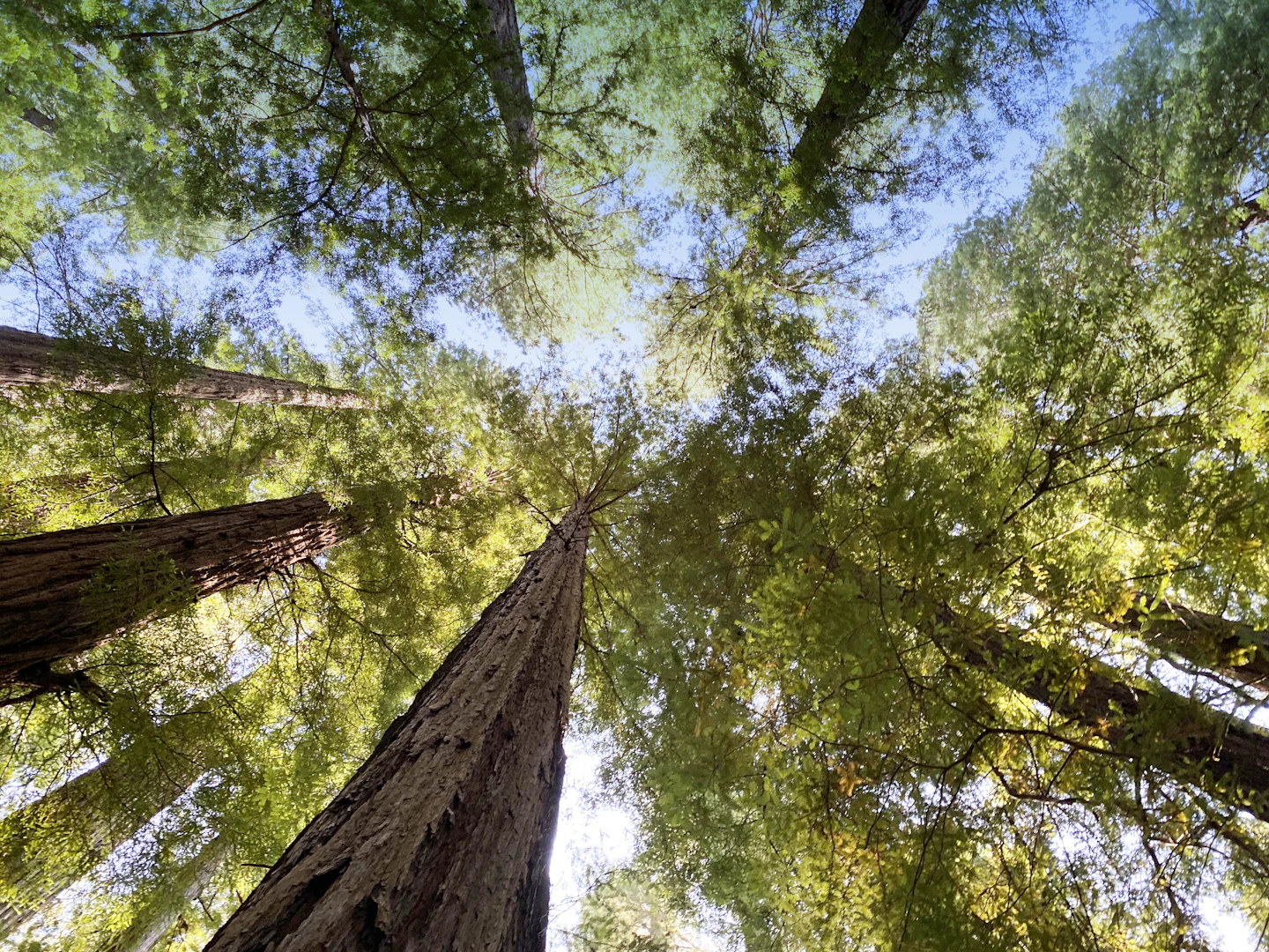 Looking up through tall trees toward the sky