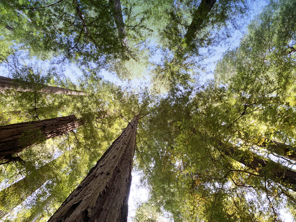 Looking up into the green leafy canopy of a tall tree against the sky