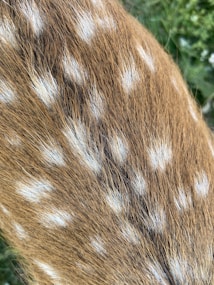 Close-up view of brown fur with white spots, resembling the coat pattern of a deer. The fur appears dense and well-groomed, creating a natural and organic texture.