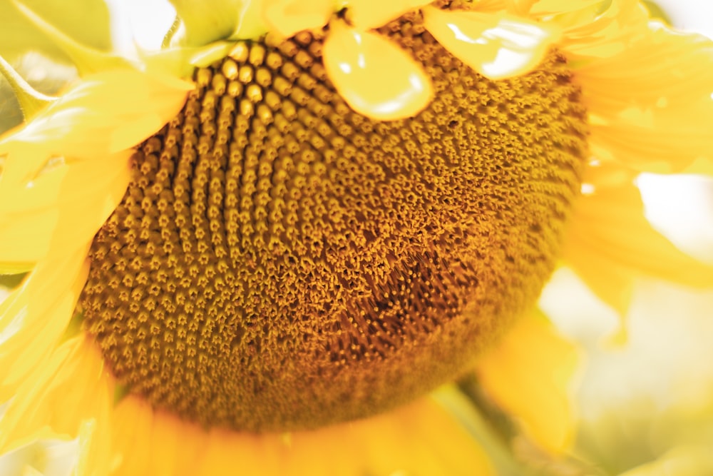 yellow flower with brown round fruit