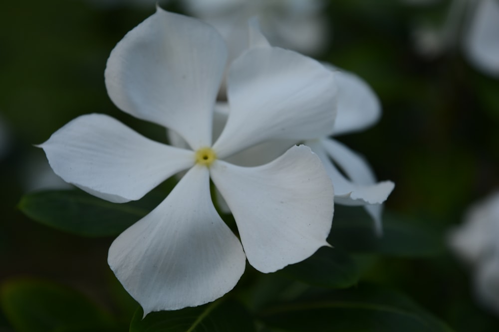 매크로 샷의 흰 꽃