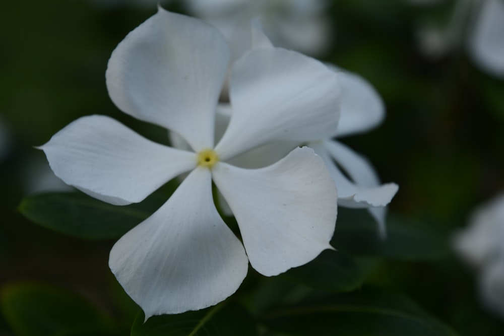 white flower in macro shot