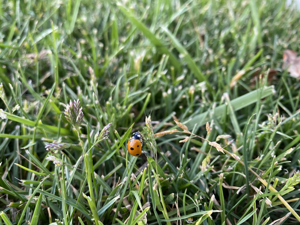 orange ladybug on green grass during daytime