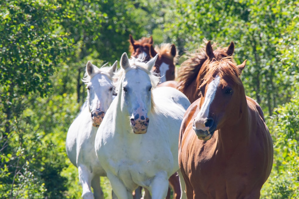 white and brown horses on green grass field during daytime