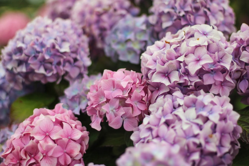 pink flowers in tilt shift lens