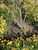Bright seasonal flowers planted carefully around a freshly mulched tree base in a residential yard.